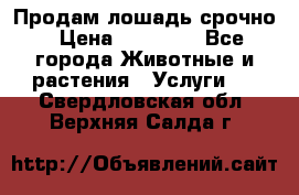 Продам лошадь срочно › Цена ­ 30 000 - Все города Животные и растения » Услуги   . Свердловская обл.,Верхняя Салда г.